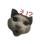 我が家の猫さま~使える？！スタンプ~（個別スタンプ：9）