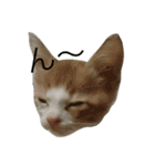 我が家の猫さま~使える？！スタンプ~（個別スタンプ：10）