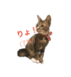我が家の猫さま~使える？！スタンプ~（個別スタンプ：11）