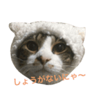 我が家の猫さま~使える？！スタンプ~（個別スタンプ：12）