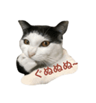我が家の猫さま~使える？！スタンプ~（個別スタンプ：13）