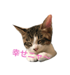 我が家の猫さま~使える？！スタンプ~（個別スタンプ：14）