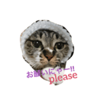 我が家の猫さま~使える？！スタンプ~（個別スタンプ：16）