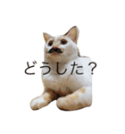 猫と日常（個別スタンプ：1）