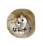 猫と日常（個別スタンプ：2）