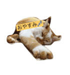 猫と日常（個別スタンプ：3）