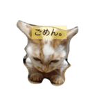猫と日常（個別スタンプ：6）