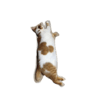 猫と日常（個別スタンプ：7）