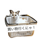 猫と日常（個別スタンプ：8）