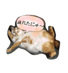 猫と日常（個別スタンプ：9）