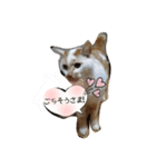 猫と日常（個別スタンプ：10）