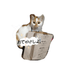 猫と日常（個別スタンプ：11）
