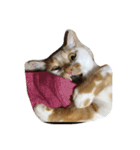 猫と日常（個別スタンプ：12）
