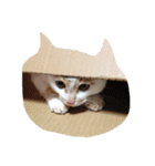 猫と日常（個別スタンプ：15）