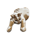 猫と日常（個別スタンプ：16）