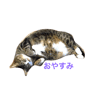 ちょんま（個別スタンプ：1）