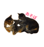 ちょんま（個別スタンプ：2）