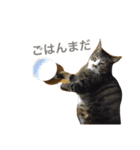 ちょんま（個別スタンプ：3）