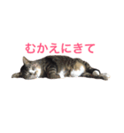 ちょんま（個別スタンプ：6）