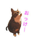 ちょんま（個別スタンプ：7）