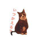 ちょんま（個別スタンプ：8）
