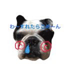 フレンチブルドックのこつぶ。（個別スタンプ：6）