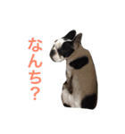 フレンチブルドックのこつぶ。（個別スタンプ：9）
