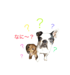 フレンチブルドックのこつぶ。（個別スタンプ：20）