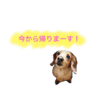 フレンチブルドックのこつぶ。（個別スタンプ：21）