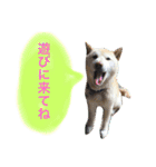 フレンチブルドックのこつぶ。（個別スタンプ：22）