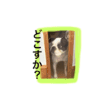 フレンチブルドックのこつぶ。（個別スタンプ：26）