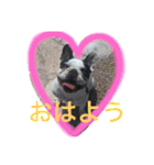 フレンチブルドックのこつぶ。（個別スタンプ：28）
