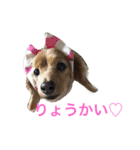 フレンチブルドックのこつぶ。（個別スタンプ：29）
