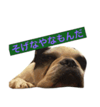 フレンチブルドックのこつぶ。（個別スタンプ：30）