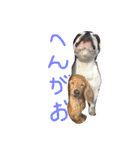 フレンチブルドックのこつぶ。（個別スタンプ：33）