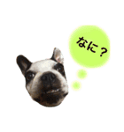 フレンチブルドックのこつぶ。（個別スタンプ：34）