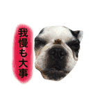 フレンチブルドックのこつぶ。（個別スタンプ：38）