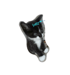 黒猫じじにゃん（個別スタンプ：1）