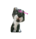黒猫じじにゃん（個別スタンプ：3）