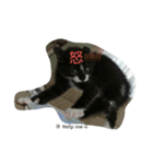 黒猫じじにゃん（個別スタンプ：5）