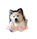 ギンだよ、宜しくね（個別スタンプ：2）