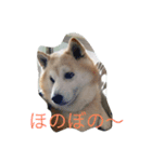 ギンだよ、宜しくね（個別スタンプ：5）