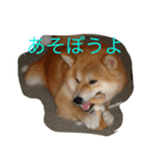 ギンだよ、宜しくね（個別スタンプ：6）