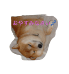 ギンだよ、宜しくね（個別スタンプ：7）