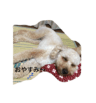 トイプードル  めい（個別スタンプ：1）