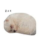 マルチーズ 犬（個別スタンプ：1）