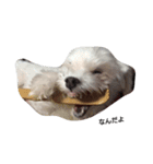 マルチーズ 犬（個別スタンプ：2）