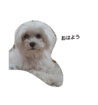マルチーズ 犬（個別スタンプ：4）