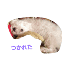 マルチーズ 犬（個別スタンプ：6）