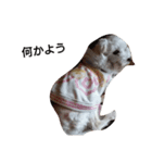 マルチーズ 犬（個別スタンプ：7）